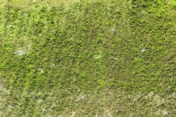 green grass background