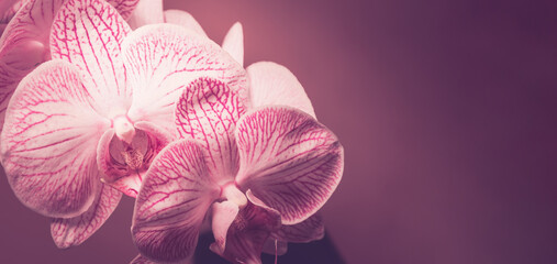 Naklejka na ściany i meble Orchidee Orchideenblüten pink weiß