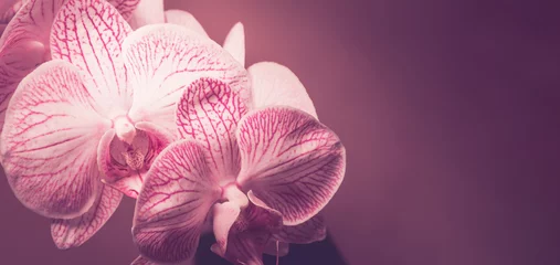 Zelfklevend Fotobehang Orchidee Orchideenblüten pink weiß © Gisela