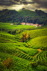 Vineyards 