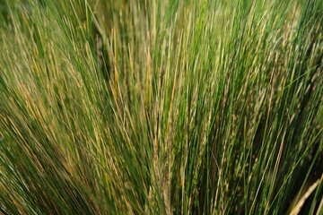 close up grass