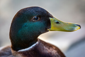 A close up of a male mallard duck