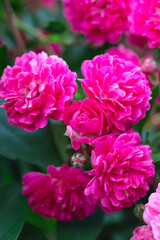 Fototapeta premium Rose bush. Pink roses in the garden. Red rose bushes in the park. Delicate flowers. A hedge of rose bushes. floral background.