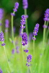Blooming Purple Lavender in the garden. Lavender Field in the summer. Floral background.