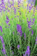 Blooming Purple Lavender in the garden. Lavender Field in the summer. Floral background.