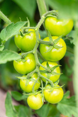 Green cherry tomatoes grown in a greenhouse. Unripe tomatoes are on the green foliage background, hanging on the vine of a tomato tree in the garden.