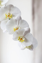 Naklejka na ściany i meble White orchid. Blooming white Phalaenopsis or moth orchid on the windowsill in the interior.