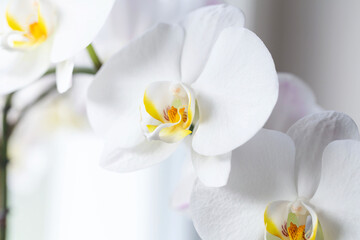Obraz na płótnie Canvas White orchid. Blooming white Phalaenopsis or moth orchid on the windowsill in the interior.