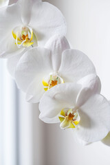 White orchid. Blooming white Phalaenopsis or moth orchid on the windowsill in the interior.