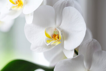 Fototapeta na wymiar White orchid. Blooming white Phalaenopsis or moth orchid on the windowsill in the interior.