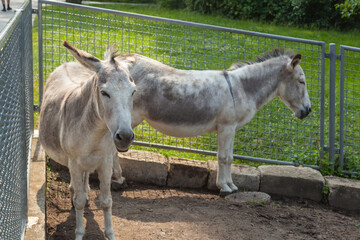 Fototapeta premium Horses and Donkey Farm at Mainau Island