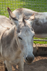 Obraz premium Horses and Donkey Farm at Mainau Island