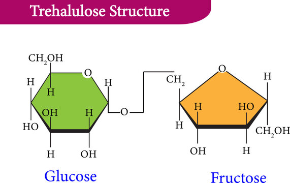 Trehalulose is an artificial sugar, a disaccharide composed of glucose and fructose joined by an alpha (1-1) glycosidic bond 