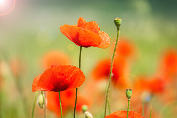 Tiny red poppies
