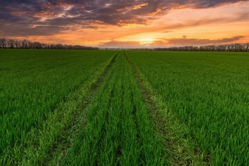 Amazing green farm field at the sunset.
