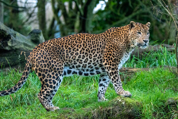 Fototapeta na wymiar Full body shot of male Sri Lankan leopard standing. In captivity at Banham Zoo in Norfolk, UK