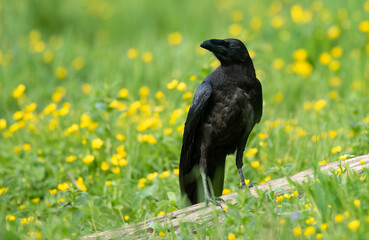 Raven bird ( Corvus corax ) close up