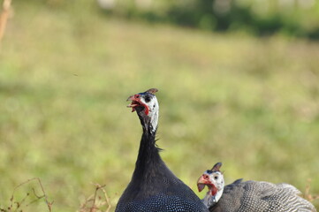Guinea fowl