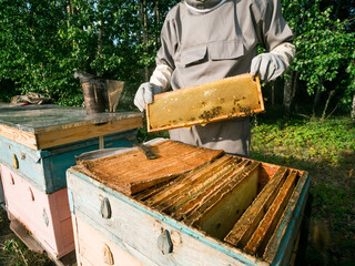 Beekeeper male working collect honey. Beekeeping concept.