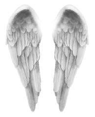 Finely detailed illustration of a Pair of silver grey Angel Wings isolated transparent png file 
