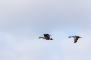 Obraz premium flying greylag goose (anser anser) 