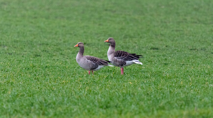 Greylag goose (anser anser) on the green grass 