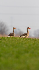 Greylag goose (anser anser) on the green grass 