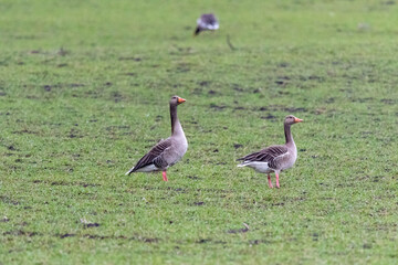 Greylag goose (anser anser) on the green grass 