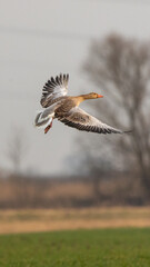 flying greylag goose (anser anser) 