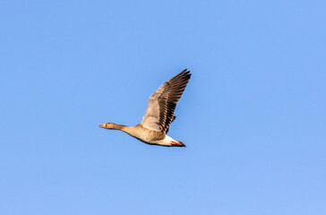 flying greylag goose (anser anser) 