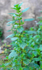 In nature grows stinging nettles (Urtica urens)