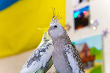 Gray parrot.Corella parrot.Pet cockatiel parrot.White-faced cockatiel.Beautiful cute...