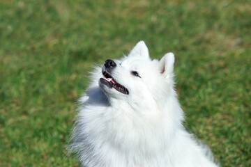 Samoyed dog on green grass