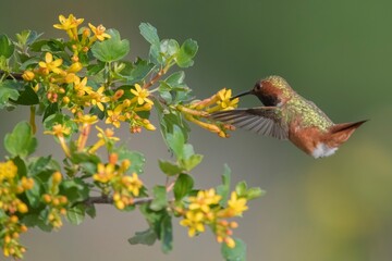 Rufus Hummingbird