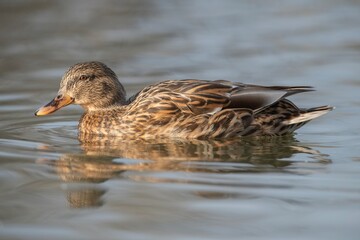 Female Mallard Duck