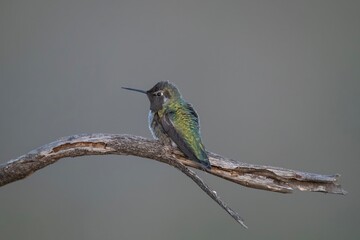 Anna's Hummingbird