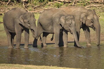 Group of Asiatic elephants taking mud bath at Nagarhole National Park or Kabini, Karnataka,India
