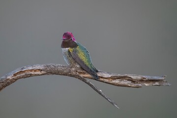Anna's Hummingbird