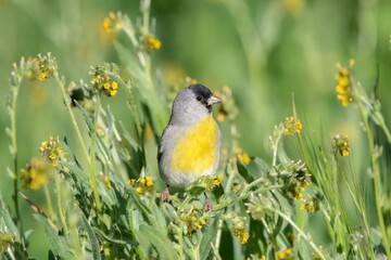 Lawrence's Goldfinch