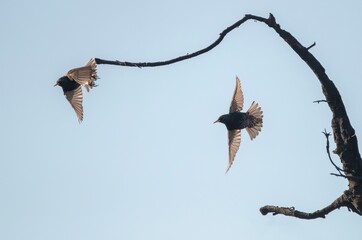 European Starlings in Flight