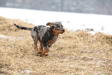 Puppy of Beauce shepherd dog