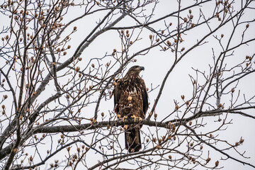 Juvenile Bald Eagle on a branch