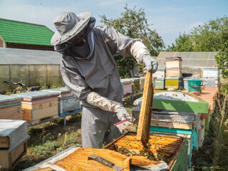 Male beekeeper working in his apiary on a bee farm, beekeeping concept