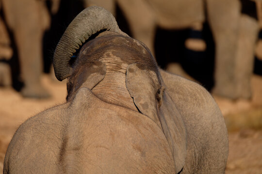 Elephant cow and suckling calf