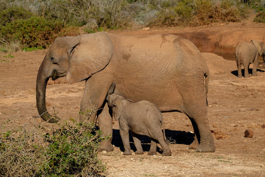 Elephant cow and suckling calf