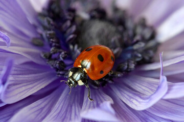 Ladybug Floret 08