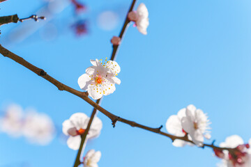 白い梅の花