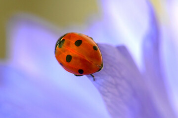 Ladybug Closeup Purple Petal 05