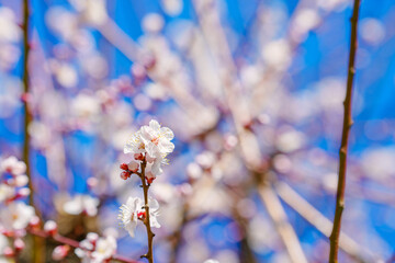 白い梅の花