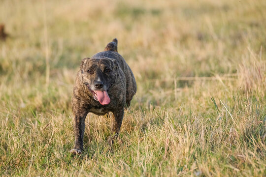 dog running in the field